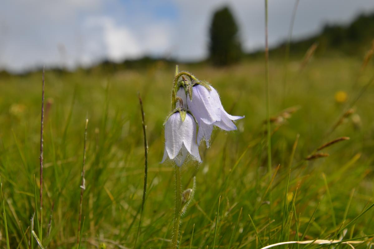 Latschenoelbrennerei und Platzer Alm 09.07.2019